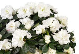 Charming Azalea Plant in Elliptic Pot - Flowers Box London