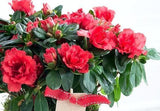 Charming Azalea Plant in Elliptic Pot - Flowers Box London