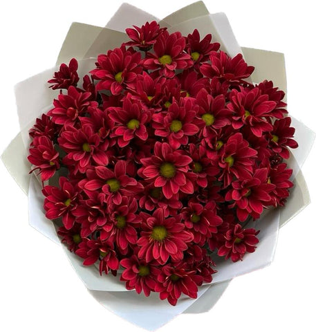 Chrysanthemum Daisy Red Bouquet