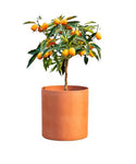 Citrus Calamondin Tree