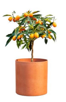 Citrus Calamondin Tree - Flowers Box London