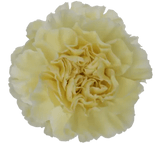 Classic Carnations Bridal Bouquet