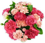 Classic Pink Carnations