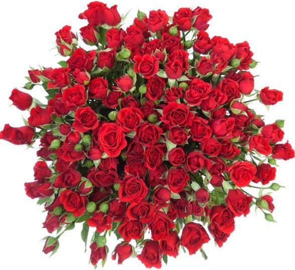 Timeless Beauty: Classic Red Spray Roses Bouquet – Flowers Box London