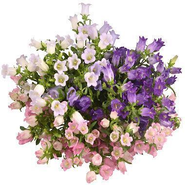 Colored Campanula Bouquet - Flowers Box London