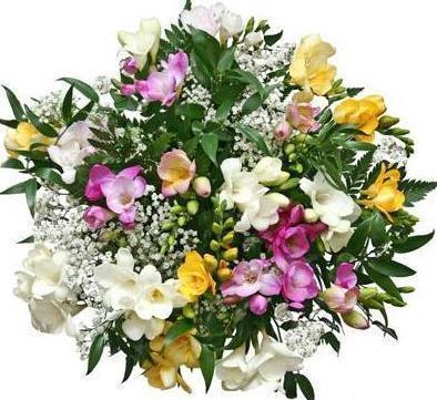 Colored Freesias and Gypsophila Bouquet - Flowers Box London