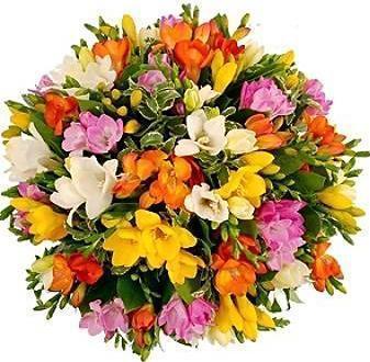 Colored Freesias Bouquet