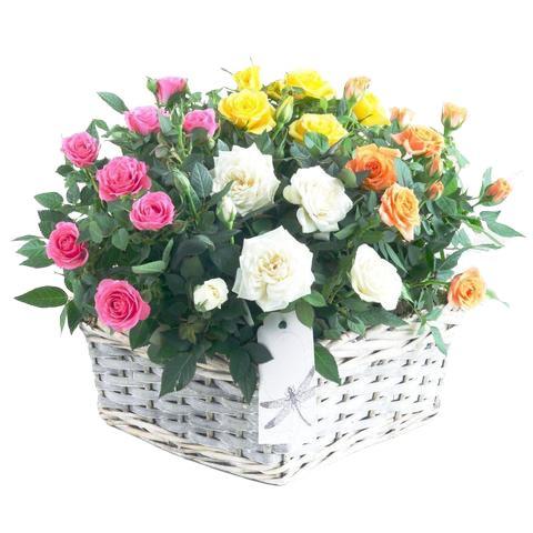 Colored Roses Quartet Basket