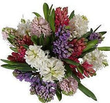 Colored Scented Hyacinth Bouquet - Flowers Box London
