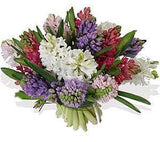 Colored Scented Hyacinth Bouquet - Flowers Box London