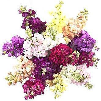 Colored Stock Bouquet