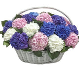 Colorful Hydrangea in Basket