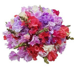 Colourful Sweet Pea with Snapdragon