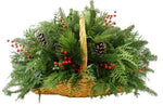 Conifer in Basket