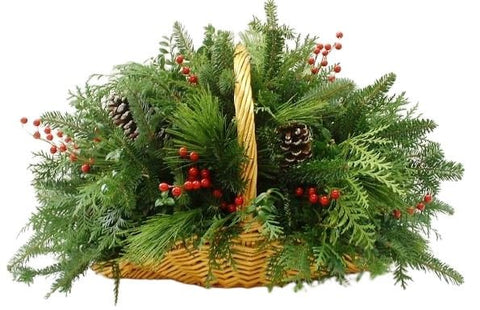 Conifer in Basket - Flowers Box London