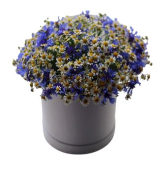 Cornflowers and Tanacetum Box