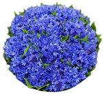 Cornflowers Bouquet