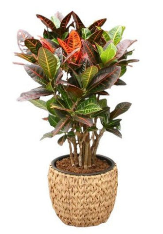 Croton in Jute Basket - Flowers Box London