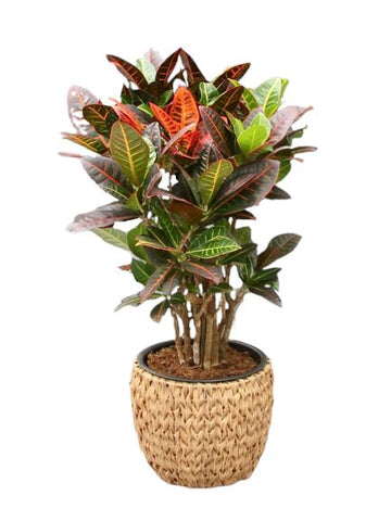 Croton in Jute Basket