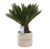 Cycas Revoluta in Ceramic Pot - Flowers Box London