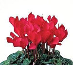 Red Cyclamen Basket