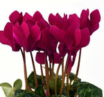 Cerise Cyclamen Basket