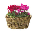 Cyclamen Flower Basket