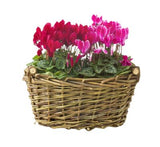 Cyclamen Flower Basket