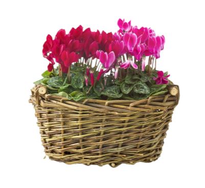 Cyclamen Flower Basket