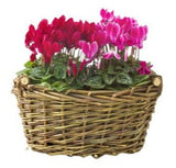 Cyclamen Basket - Flowers Box London