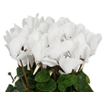 White Cyclamen Basket