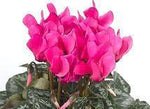 Magenta Cyclamen Basket