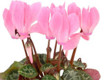 Pink Cyclamen Basket