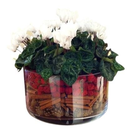 Cyclamen Glass Pot Christmas Arrangement - Flowers Box London