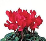 Cyclamen In Wicker Basket - Flowers Box London