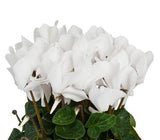 Cyclamen In Wicker Basket - Flowers Box London