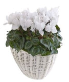 Cyclamen In Wicker Basket - Flowers Box London