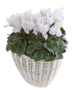 Cyclamen In Wicker Basket - Flowers Box London