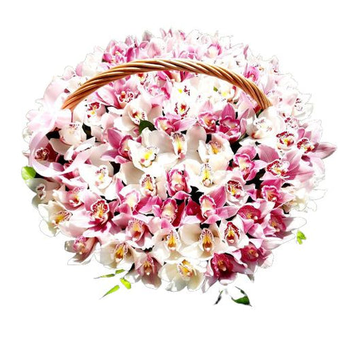 Cymbidium Basket