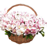 Cymbidium Orchids in Basket - Flowers Box London