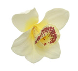 White Cymbidium Orchids Box