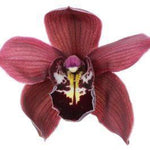 Burgundy Cymbidium Orchids Box