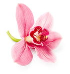 Pink Cymbidium Orchids Box