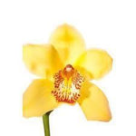 Yellow Cymbidium Orchids Box