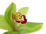 Green Cymbidium Orchids Box