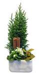Cyperus Tree Pot Arrangement