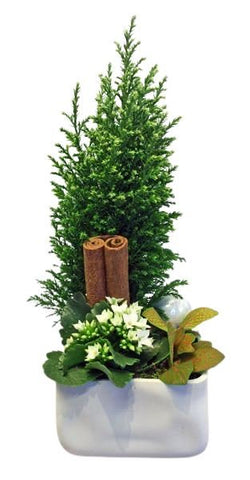 Cyperus Tree Pot Arrangement - Flowers Box London