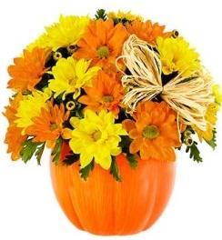 Daisy Chrysanthemum Halloween Pumpkin - Flowers Box London