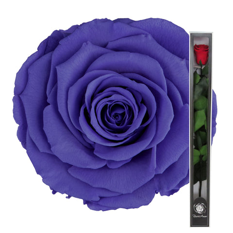 Dark Purple Preserved Rose Stems
