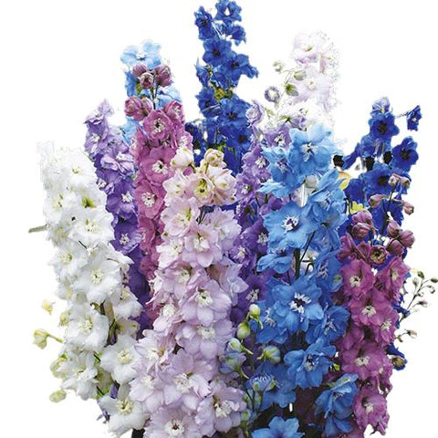 Delphinium